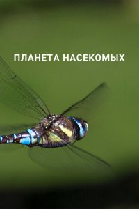  Планета насекомых 1 сезон