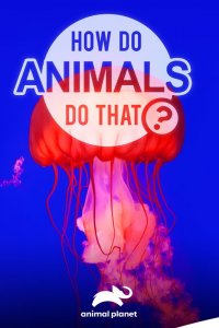  Удивительный мир животных 1 сезон